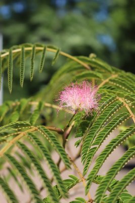 Albizia julibrissin - kapinice, perská akacie - květ a olistění